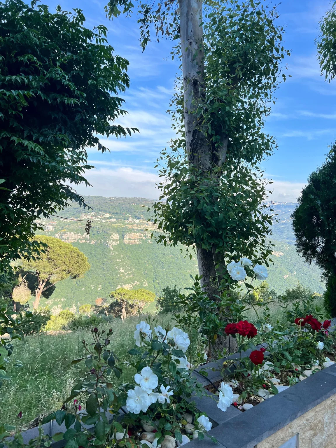 Mountain scenery and roses